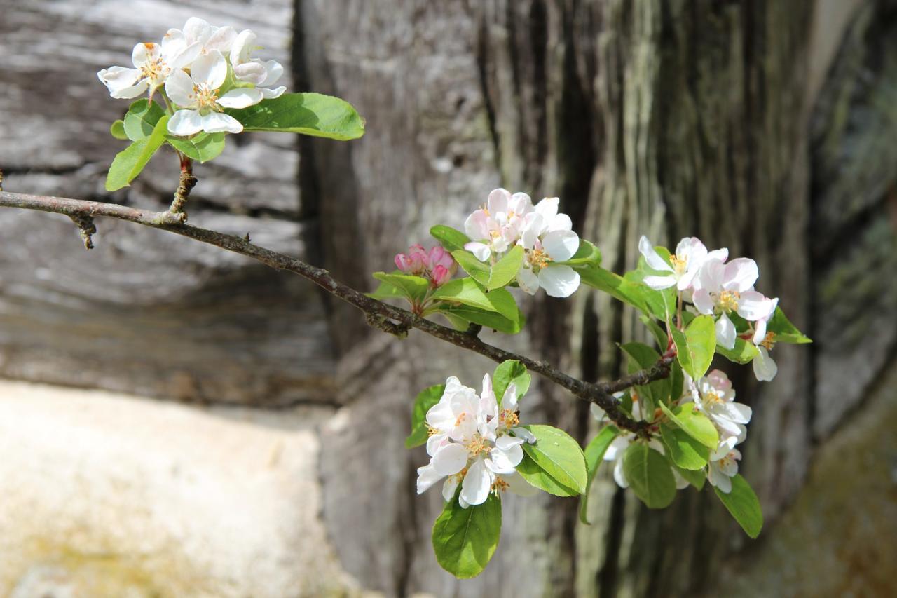 Le Pommenial De La Herissonniere Saint-Aubin-de-Bonneval Dış mekan fotoğraf